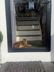 Reunited Male Cat last seen Near Savi ave in Waterford , Waterford, CT 06385