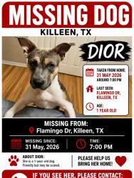 Lost Female Dog last seen Clear creek, Elms, Stans Schlueter , Killeen, TX 76549