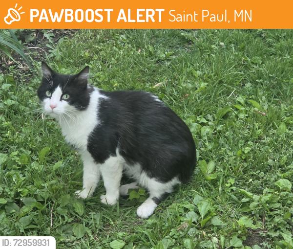 Found/Stray Unknown Cat last seen Forest, Saint Paul, MN 55106