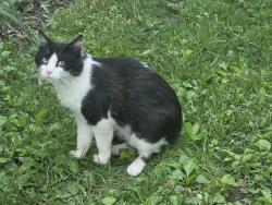 Found/Stray Unknown Cat last seen Forest , Saint Paul, MN 55106