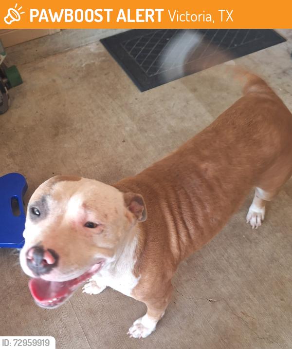 Found/Stray Female Dog last seen Ben Jordan and John Stockbauer St., Victoria, TX 77901