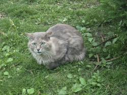 Found/Stray Unknown Cat last seen Forest, Saint Paul, MN 55106