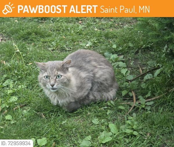 Found/Stray Unknown Cat last seen Forest, Saint Paul, MN 55106
