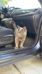 Found/Stray Male Cat last seen Jones and Warm Springs, Enterprise, NV 89118