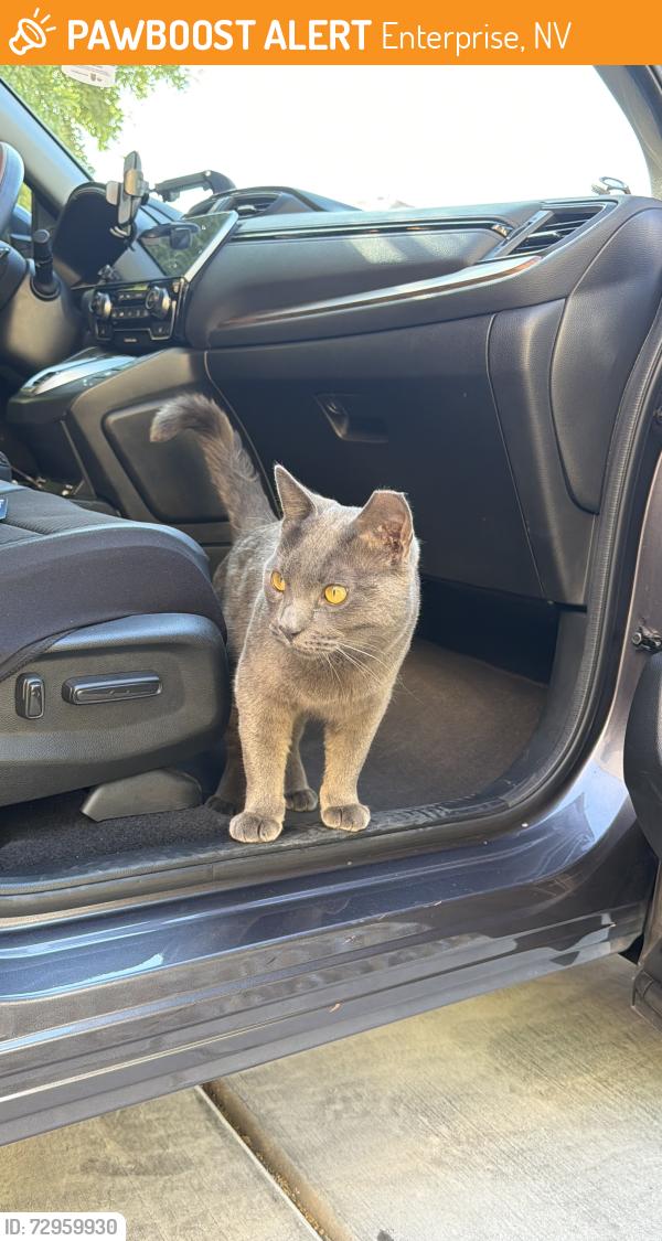 Found/Stray Male Cat last seen Jones and Warm Springs, Enterprise, NV 89118