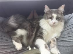 Reunited Male Cat last seen Collinsdale , Cincinnati, OH 45230