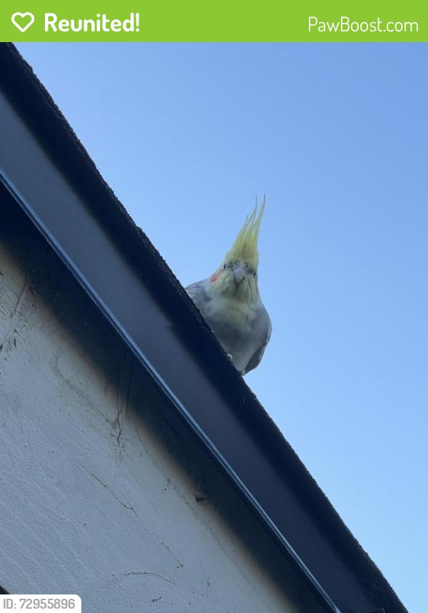Reunited Unknown Bird last seen Carl Thornton Park, Santa Ana, CA 92704