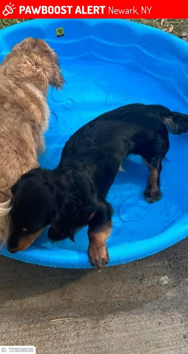 Lost Male Dog last seen West Ave is home. Last seen on Bartle Ave, Newark, NY 14513