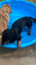 Lost Male Dog last seen West Ave is home. Last seen on Bartle Ave, Newark, NY 14513