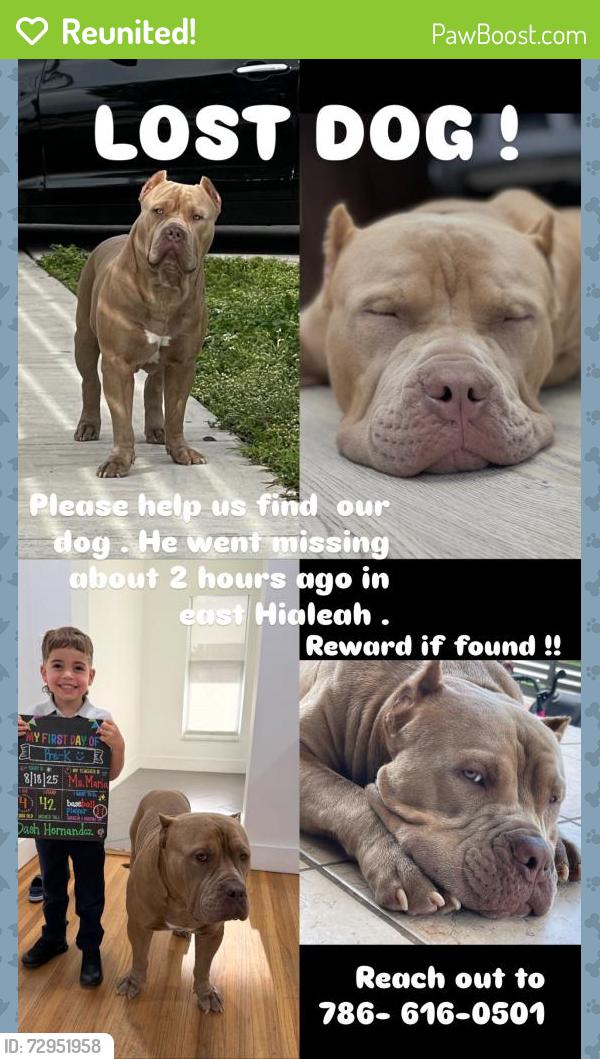 Reunited Male Dog last seen Near E 7th Ave, Hialeah, FL 33013, USA, Hialeah, FL 33013