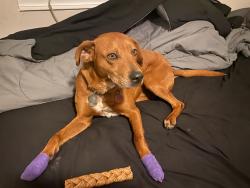 Reunited Male Dog last seen South Parker St and 15th, Amarillo, TX 79102