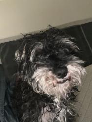 Found/Stray Male Dog last seen Belgrade st and pickwick st , Philadelphia, PA 18134