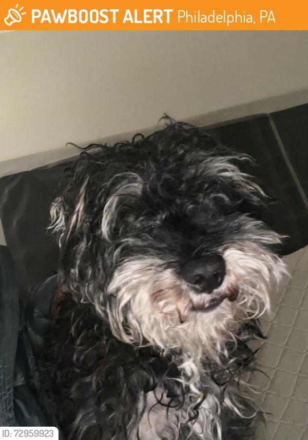 Found/Stray Male Dog last seen Belgrade st and pickwick st , Philadelphia, PA 18134