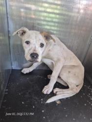 Shelter Stray Male Dog last seen Near BLOCK GILBERT LANE, San Antonio, TX 78227