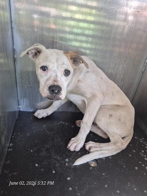 Shelter Stray Male Dog last seen Near BLOCK GILBERT LANE, San Antonio, TX 78227