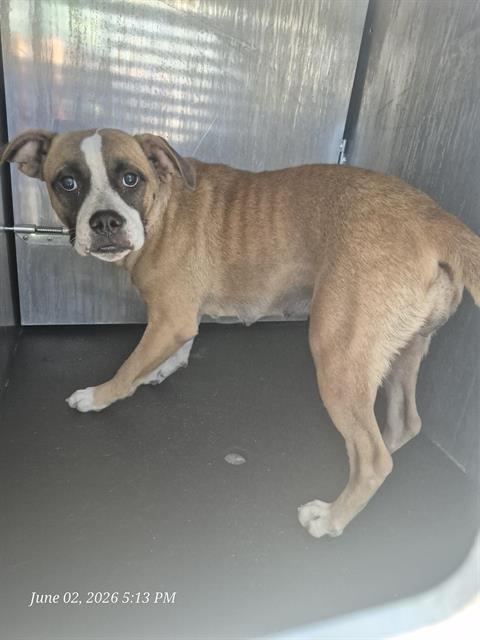 Shelter Stray Female Dog last seen Near BLOCK GILBERT LANE, San Antonio, TX 78227