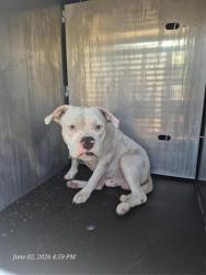 Shelter Stray Male Dog last seen Near BLOCK GILBERT LANE, San Antonio, TX 78227