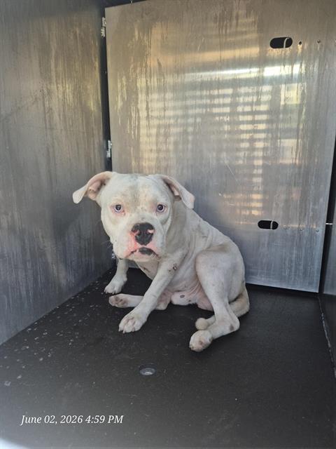 Shelter Stray Male Dog last seen Near BLOCK GILBERT LANE, San Antonio, TX 78227