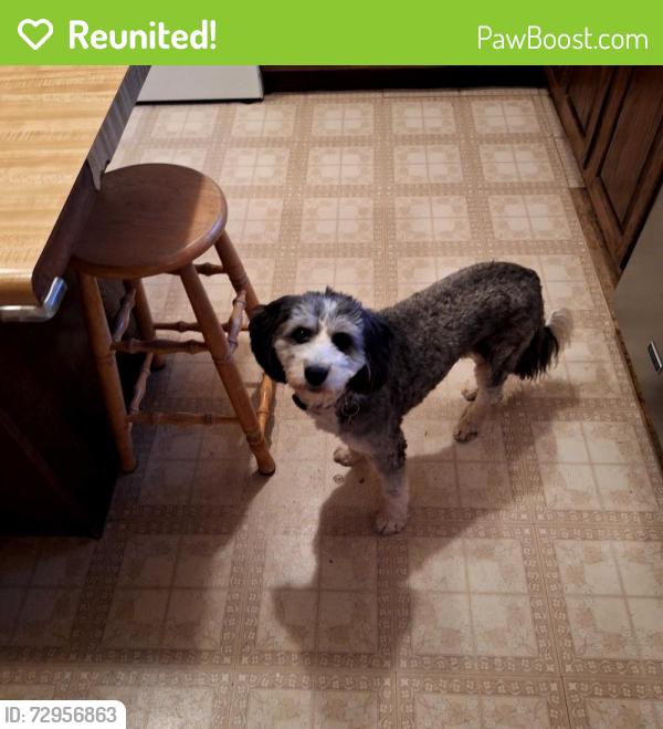 Reunited Female Dog last seen Kenady and Michigan, Colorado Springs, CO 80910