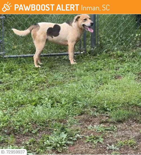 Found/Stray Male Dog last seen Hickory Hills Drive, Inman, SC 29349