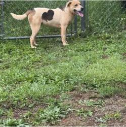 Found/Stray Male Dog last seen Hickory Hills Drive, Inman, SC 29349