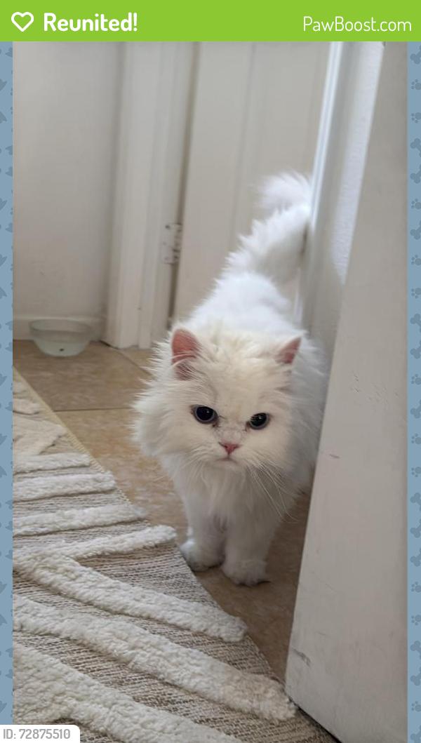 Reunited Female Cat last seen Fern leaf ln, Corona, CA 92881