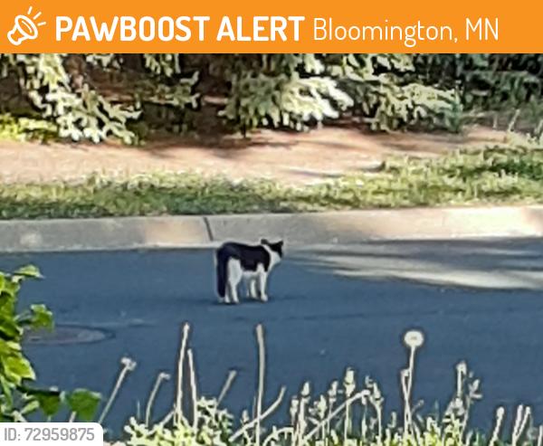 Found/Stray Unknown Cat last seen 86TH STREET and ELLIOT AVE SO, BLOOMINGTON, MINNESOTA, Bloomington, MN 55420