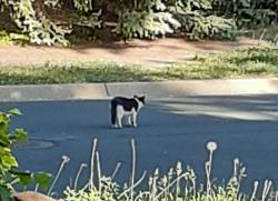 Found/Stray Unknown Cat last seen 86TH STREET and ELLIOT AVE SO, BLOOMINGTON, MINNESOTA, Bloomington, MN 55420