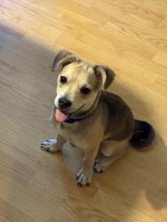 Found/Stray Male Dog last seen Tiger and Carroll lane, Corpus Christi, TX 78415