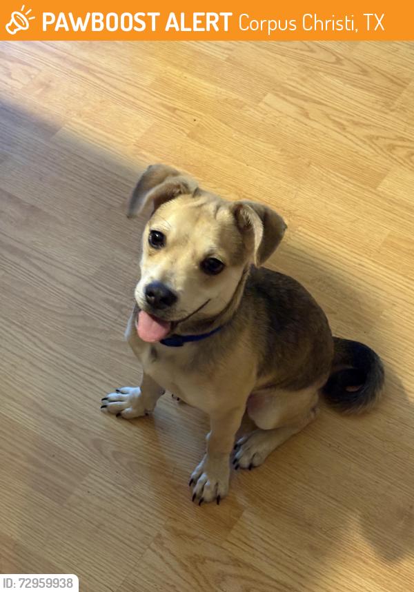 Found/Stray Male Dog last seen Tiger and Carroll lane, Corpus Christi, TX 78415