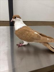 Shelter Stray Unknown Bird last seen CORPORATE, Hayward, CA 94544