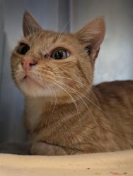 Shelter Stray Male Cat last seen , Camarillo, CA 93010