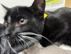 Shelter Stray Male Cat last seen , Camarillo, CA 93010