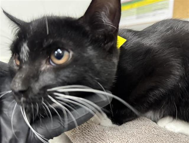 Shelter Stray Male Cat last seen , Camarillo, CA 93010