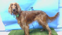 Shelter Stray Female Dog last seen , Gardena, CA 90248