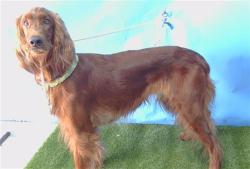 Shelter Stray Female Dog last seen , Gardena, CA 90248