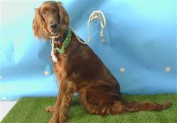 Shelter Stray Female Dog last seen , Gardena, CA 90248