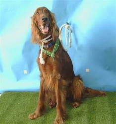 Shelter Stray Female Dog last seen , Gardena, CA 90248