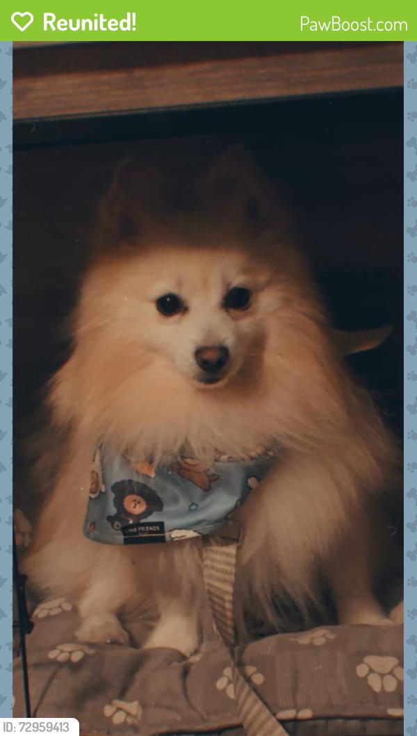 Reunited Male Dog last seen Collier blvd , Naples, FL 34117