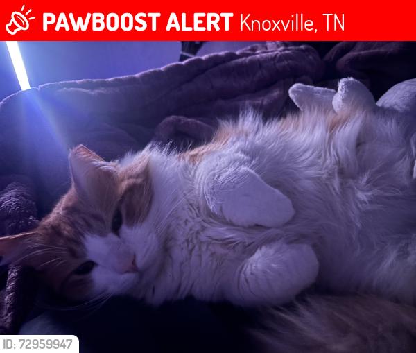 Lost Male Cat last seen Fulton High School, Knoxville, TN 37917