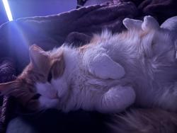 Lost Male Cat last seen Fulton High School, Knoxville, TN 37917