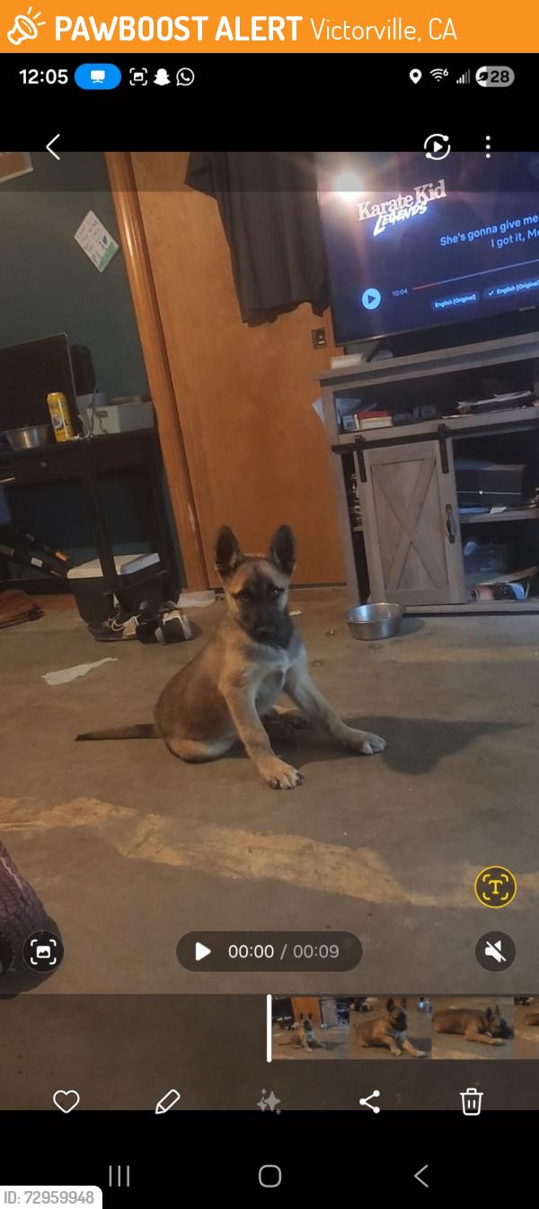 Found/Stray Male Dog last seen Mariposa, Victorville, CA 92395