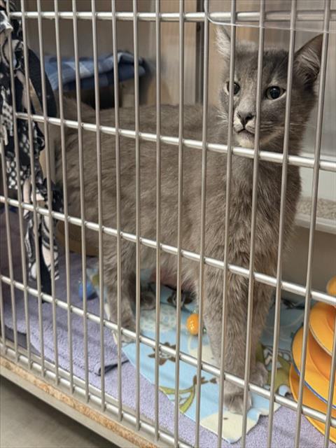 Shelter Stray Male Cat last seen ARROYO/VISTA DEL CAMPO, Irvine, CA 92618