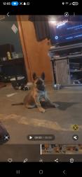 Found/Stray Male Dog last seen Mariposa, Victorville, CA 92395