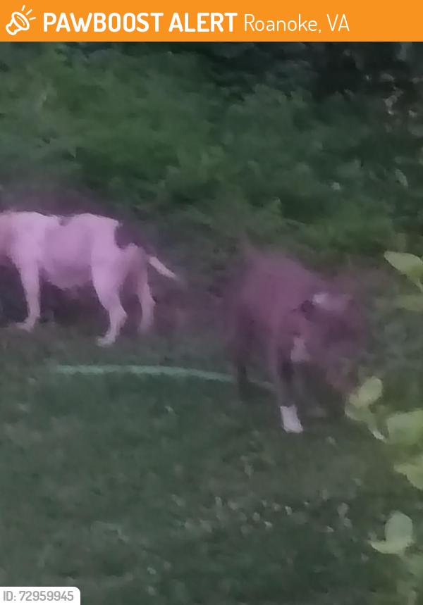 Found/Stray Male Dog last seen Near Westwood Blvd , Roanoke, VA 24017