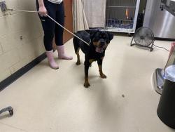 Shelter Stray Female Dog last seen Near BLOCK N 53RD ST, Milwaukee, WI 53215