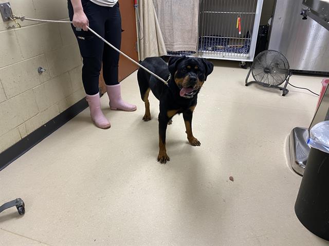 Shelter Stray Female Dog last seen Near BLOCK N 53RD ST, Milwaukee, WI 53215
