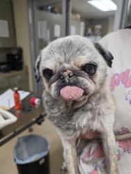 Shelter Stray Female Dog last seen Near BLOCK S ILLINOIS AVE, Milwaukee, WI 53215