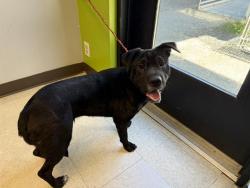 Shelter Stray Female Dog last seen Near BLOCK MACADAM RD S, TUKWILA WA 98188, Kent, WA 98032
