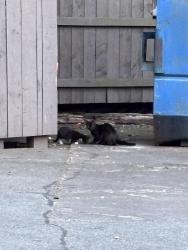 Found/Stray Unknown Cat last seen talon Dr, University , Winston-Salem, NC 27105